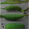 lyc thersamon larva5 volg12